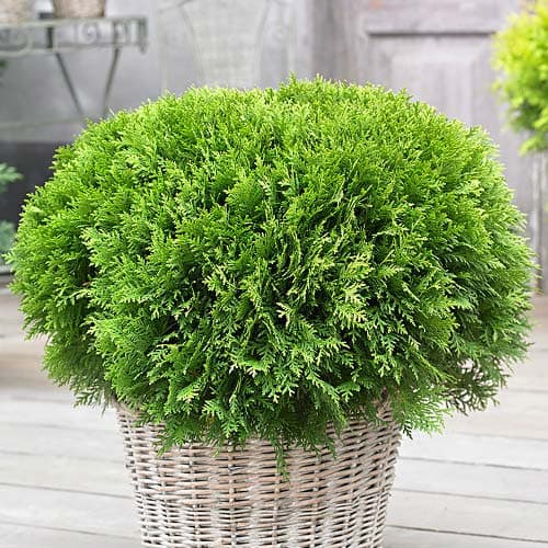 Туя західна Даніка артикул фото 1 Туя західна Даніка зображення 1 артикул 9466