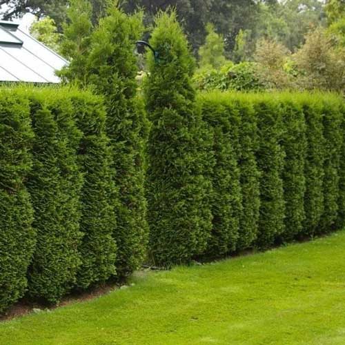 Туя западная Колумна рисунок 1 артикул 9413