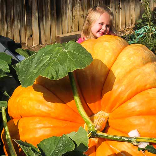 Гарбуз Атлант, насіння артикул фото 1 Гарбуз Атлант, насіння зображення 1 артикул 70191