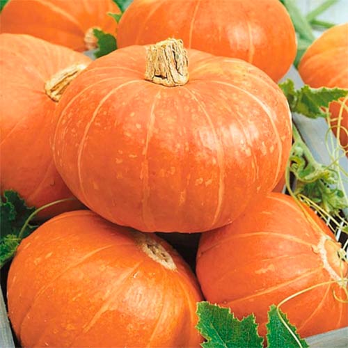 Гарбуз Бамбіно, насіння артикул фото 1 Гарбуз Бамбіно, насіння зображення 1 артикул 70192