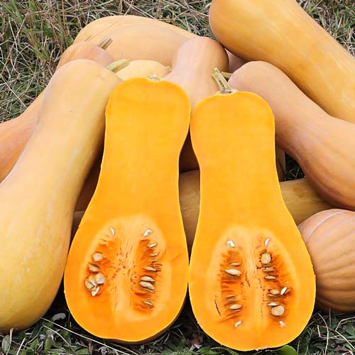 Тыква Изюминка Seedera рисунок 1 артикул 65526