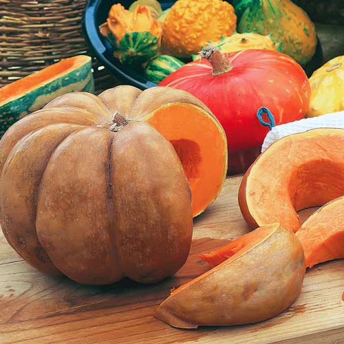 Тыква Мускат де Прованс Seedera рисунок 1 артикул 65525