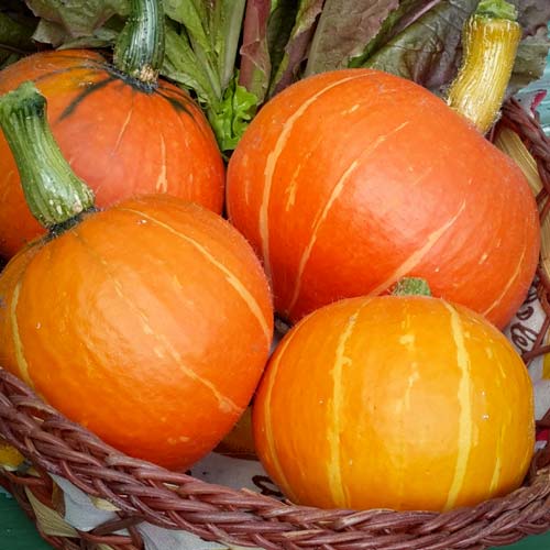 Гарбуз Святковий десерт F1, насіння зображення 1 артикул 65366