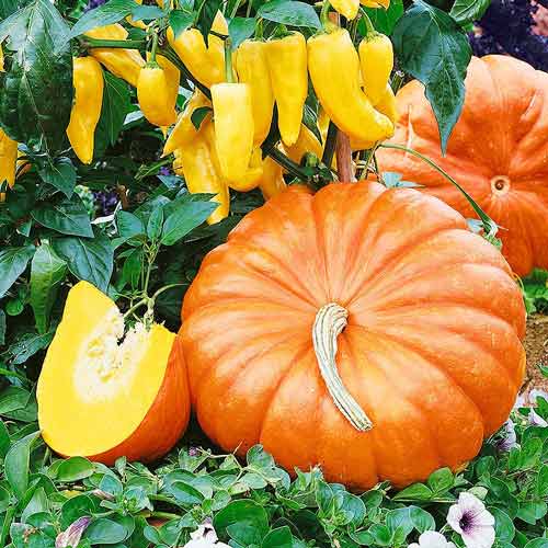 Тыква Руж Виф д`Этамп рисунок 1 артикул 72122