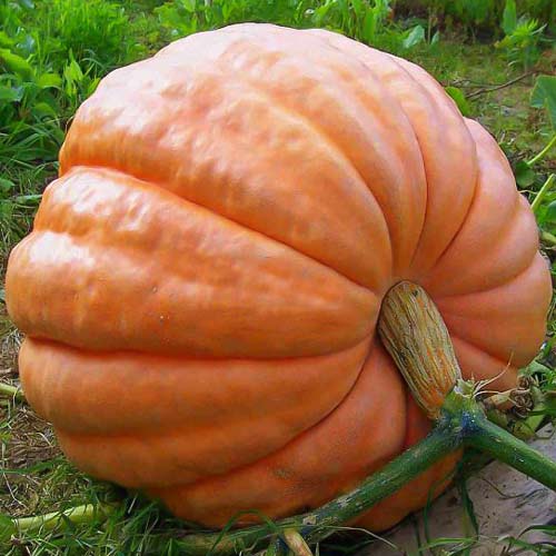 Тыква Стофунтовая Seedera рисунок 1 артикул 65527