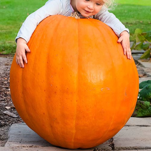 Тыква Стопудовая рисунок 2 артикул 65221