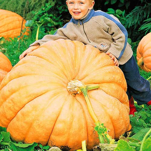 Тыква Стопудовая рисунок 1 артикул 65221