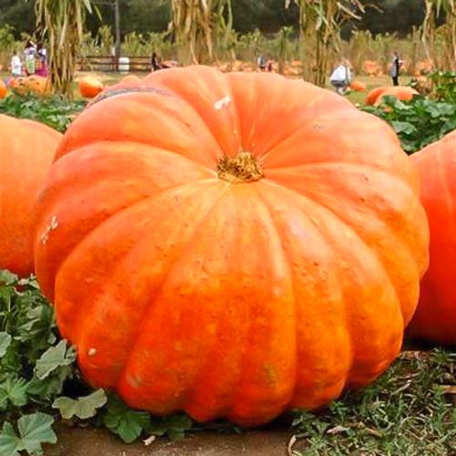 Гарбуз Титан Seedera зображення 1 артикул 65528