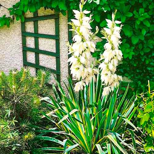 Юкка садовая Брайт Эдж рисунок 1 артикул 70456