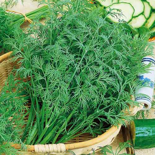 Кріп Амброзія Seedera артикул фото 1 Кріп Амброзія Seedera зображення 1 артикул 72278