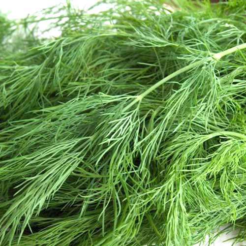 Кріп Гігант зображення 1 артикул 65222