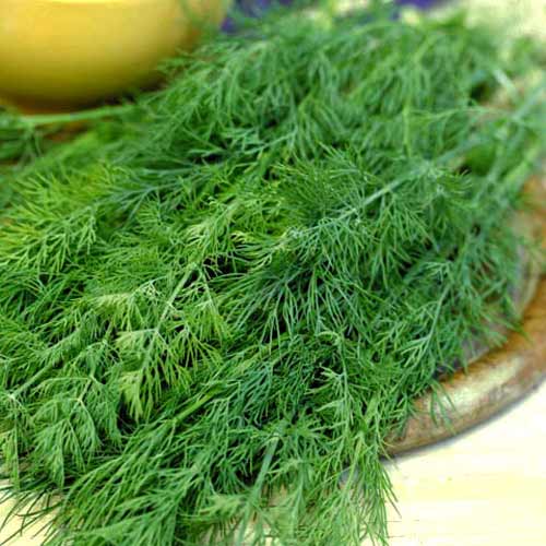 Кріп Гурман, насіння артикул фото 1 Кріп Гурман, насіння зображення 1 артикул 65368