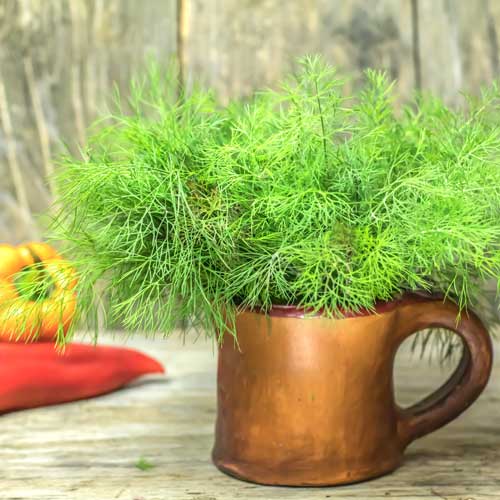 Кріп Компакт, насіння артикул фото 1 Кріп Компакт, насіння зображення 1 артикул 65427