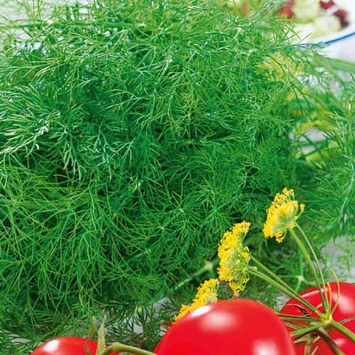 Укроп Лесногородский Seedera рисунок 1 артикул 72283