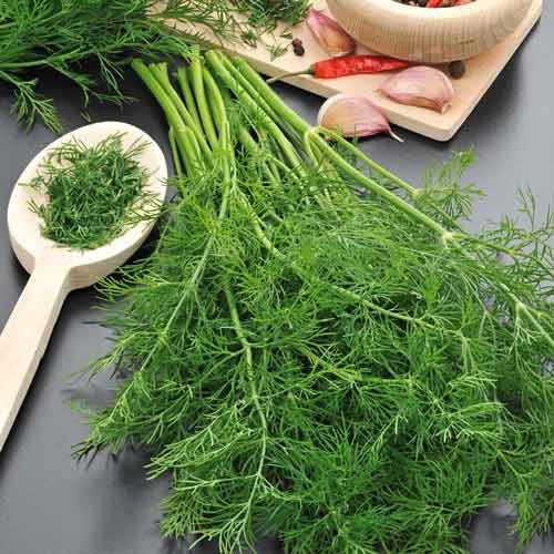 Кріп Мамонт Seedera зображення 1 артикул 65642