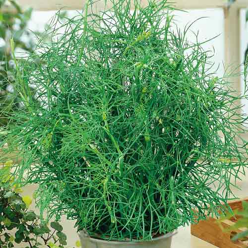 Кріп Салют Seedera зображення 1 артикул 65643