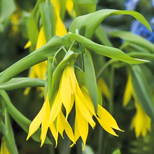 Увулярия крупноцветковая рисунок 1 артикул 76365