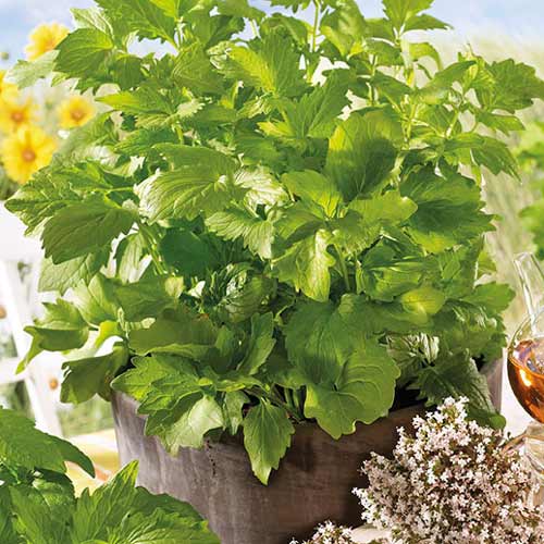 Валеріана лікарська Seedera зображення 1 артикул 65647