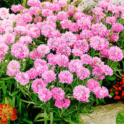 Волошка Рожевий кристал, насіння зображення 1 артикул 70079