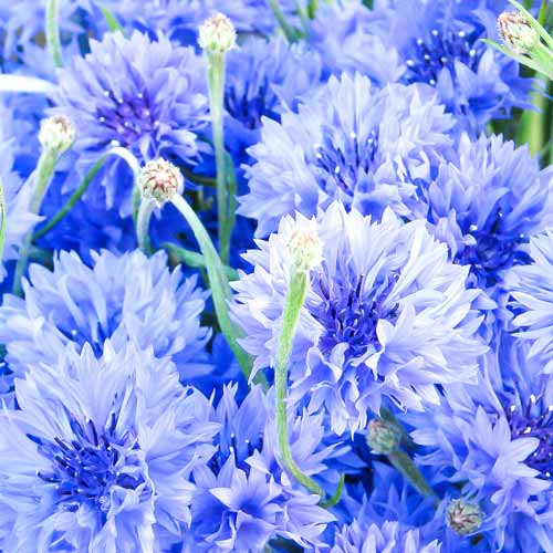 Волошка Блакитний діамант, насіння зображення 1 артикул 70078