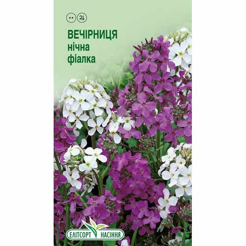 Вечірниця Нічна фіалка, суміш забарвлень Елітсорт зображення 1 артикул 85935