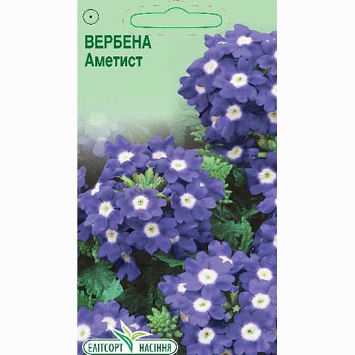 Вербена Аметист Елітсорт зображення 1 артикул 95098