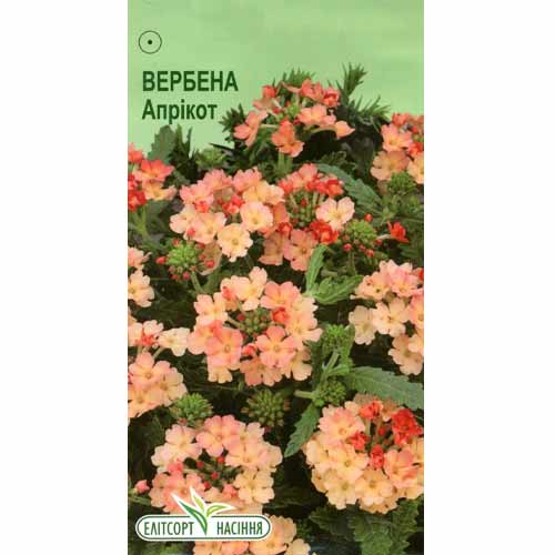 Вербена Априкот абрикосовая Элитсорт рисунок 1 артикул 85933