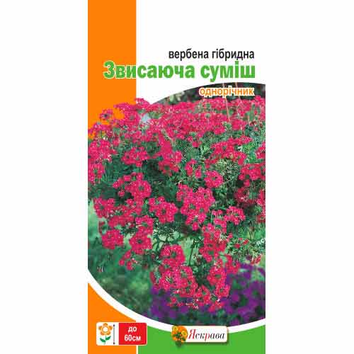 Вербена Свисающая, смесь окрасок Яскрава рисунок 1 артикул 72093