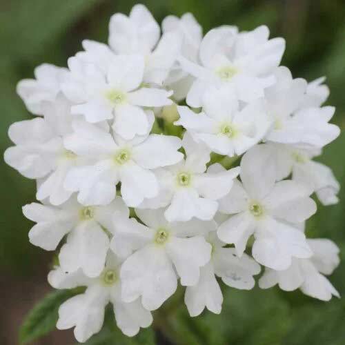 Вербена Кварц XP біла F1 Садиба центр зображення 1 артикул 89134