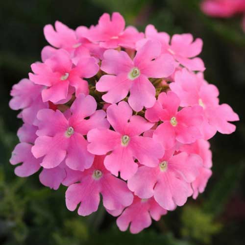 Вербена Кварц XP рожева F1 Садиба центр зображення 1 артикул 89135