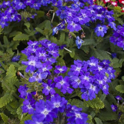 Вербена Кварц синя F1 Садиба центр зображення 1 артикул 89136