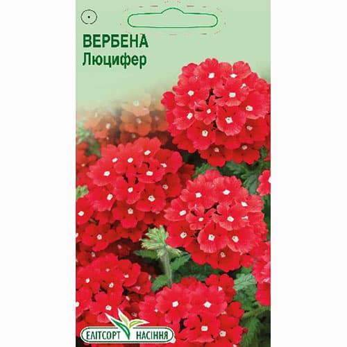 Вербена Люцифер Елітсорт зображення 1 артикул 95099