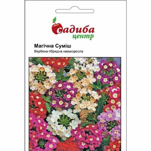Вербена Магічна, суміш забарвлень Садиба центр зображення 1 артикул 72737