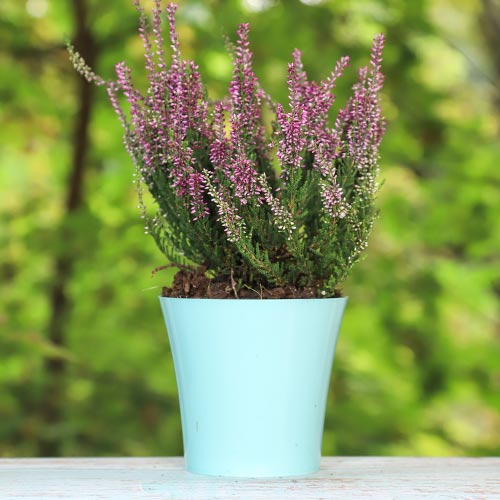 Верес звичайний Аметист артикул фото 1 Верес звичайний Аметист зображення 1 артикул 5425