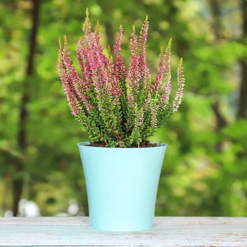 Верес звичайний Атен, саджанці артикул фото 1 Верес звичайний Атен, саджанці зображення 1 артикул 5424