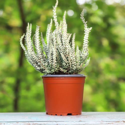 Верес звичайний Беті артикул фото 1 Верес звичайний Беті зображення 1 артикул 5432