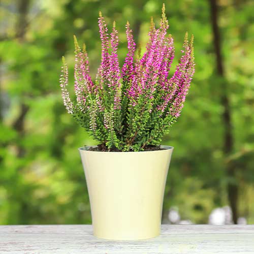 Верес звичайний Дуня артикул фото 1 Верес звичайний Дуня зображення 1 артикул 5437