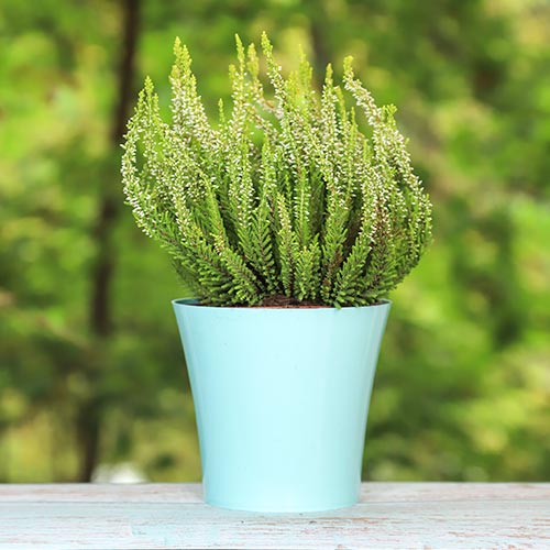 Верес звичайний Еліза артикул фото 1 Верес звичайний Еліза зображення 1 артикул 5438