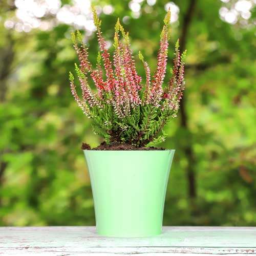 Верес звичайний Франка артикул фото 1 Верес звичайний Франка зображення 1 артикул 5439