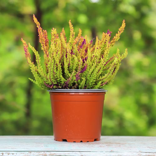 Верес звичайний Голден Анжи артикул фото 1 Верес звичайний Голден Анжи зображення 1 артикул 5426