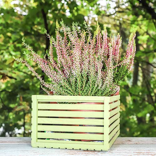 Верес звичайний Лєна артикул фото 1 Верес звичайний Лєна зображення 1 артикул 5434