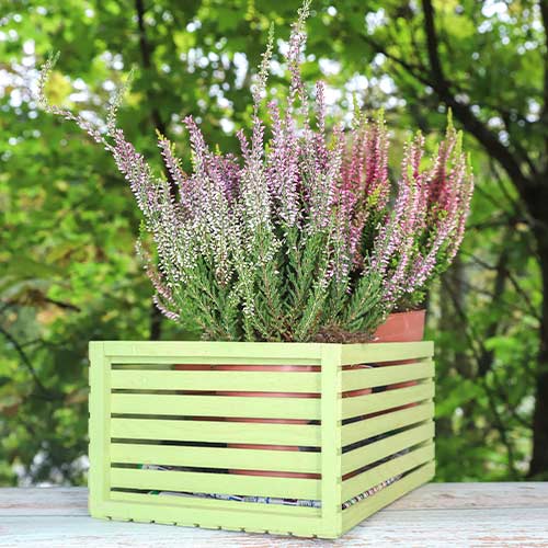 Верес звичайний Лілі артикул фото 1 Верес звичайний Лілі зображення 1 артикул 5435