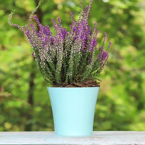 Верес звичайний Лізбет артикул фото 1 Верес звичайний Лізбет зображення 1 артикул 5423