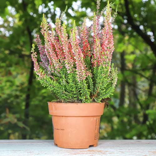 Верес звичайний Мартіна артикул фото 1 Верес звичайний Мартіна зображення 1 артикул 5436