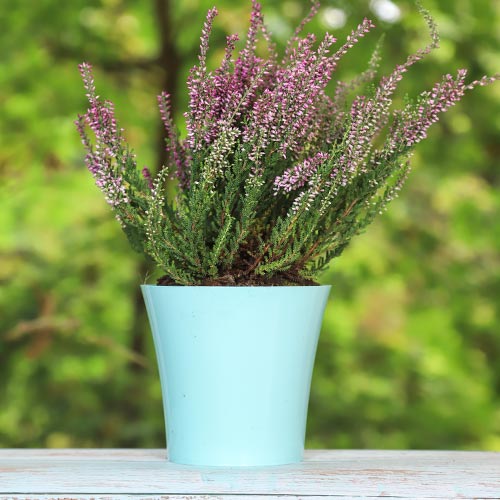 Вереск обыкновенный Пинк Беттина рисунок 1 артикул 5433