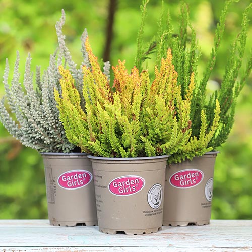 Верес звичайний Trio Girls Атен/Хільда/Хелена артикул фото 1 Верес звичайний Trio Girls Атен/Хільда/Хелена зображення 1 артикул 5428