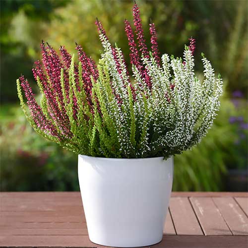 Верес звичайний Trio Girls Атен/Хільда/Зельда артикул фото 1 Верес звичайний Trio Girls Атен/Хільда/Зельда зображення 1 артикул 5427