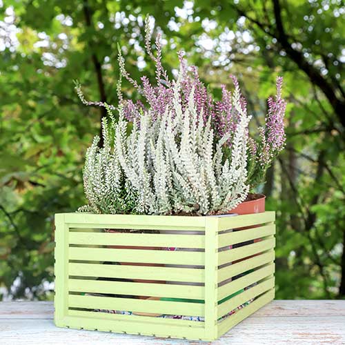 Верес звичайний Trio Girls Зелія/Зіллі/Зельда артикул фото 1 Верес звичайний Trio Girls Зелія/Зіллі/Зельда зображення 1 артикул 5430