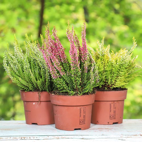 Верес звичайний Trio Girls Зелія/Зіллі/Зое артикул фото 1 Верес звичайний Trio Girls Зелія/Зіллі/Зое зображення 1 артикул 5429