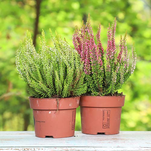 Верес звичайний Twins Girls Атен/Хільда артикул фото 1 Верес звичайний Twins Girls Атен/Хільда зображення 1 артикул 5431